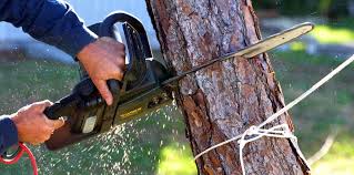 How Our Tree Care Process Works  in  Johnston, SC